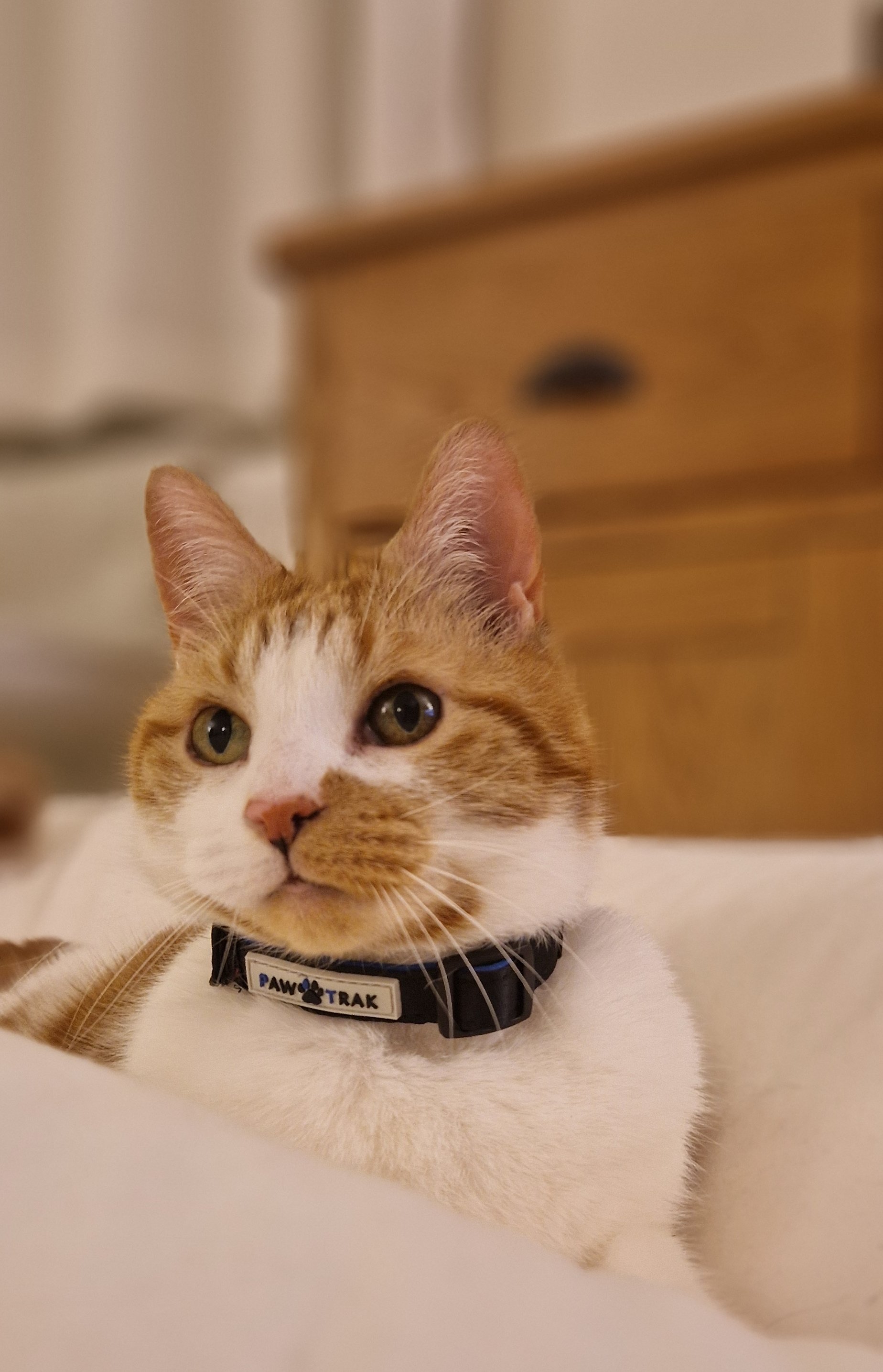 QR Code Pet Tags